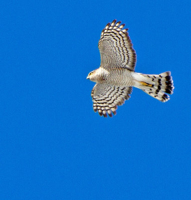 Sparrowhawk (Accipiter nisus)