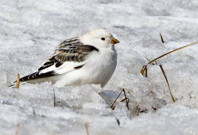 Snow Bunting (Plectrophenax nivalis)