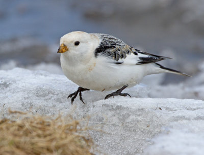 Snow Bunting (Plectrophenax nivalis)