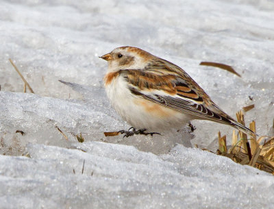 Snow Bunting (Plectrophenax nivalis)