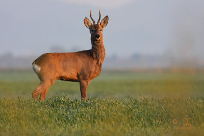Roe Deer / Srna ( Capreolus capreolus)