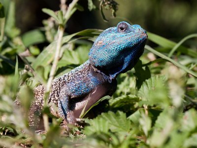 Blue headed tree agama