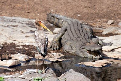 Croc and yellow-billed stork