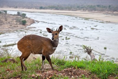 Bushbuck