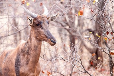 Common tsessebe