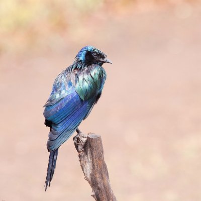 Long-tailed starling