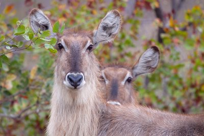 Waterbucks