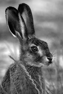 Young hare