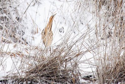 Great bittern