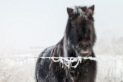 Frozen pony