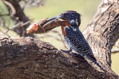 Giant kingfisher and giant fish....