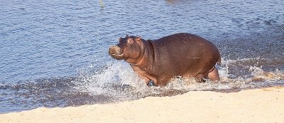 Hippo