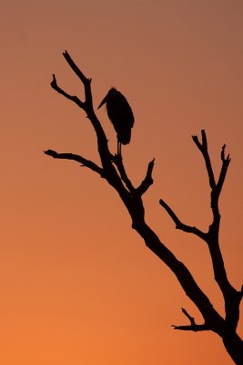Maraboe stork