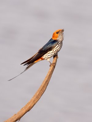 Lesser-striped swallow
