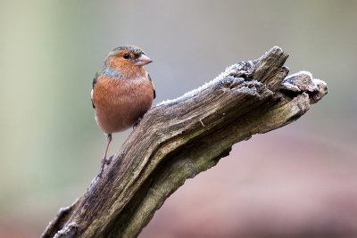 Common Chaffinch  /   Vink