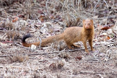 Slender Mongoose