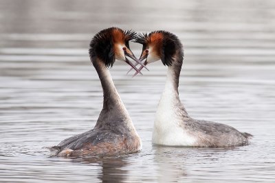 Great crested grebe    /   Fuut  (1)