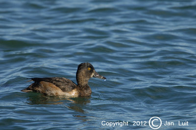 Greater Scaup -  Aythya marila - Topper