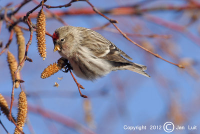 Common Redpoll - Carduelis flammea flammea - Grote Barmsijs