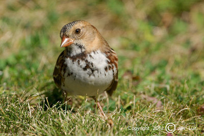 Harriss Sparrow - Zonotrichia Querula - Zwartkeelgors