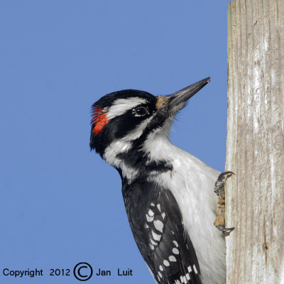 Hairy Woodpecker - Picoides villosus - Haarspecht