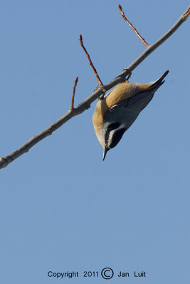 Red-breasted Nuthatch - Sitta canadensis - Canadese Boomklever