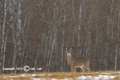 White-tailed Deer - Odocoileus virginianus - Witstaarthert