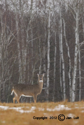 White-tailed Deer - Odocoileus virginianus - Witstaarthert