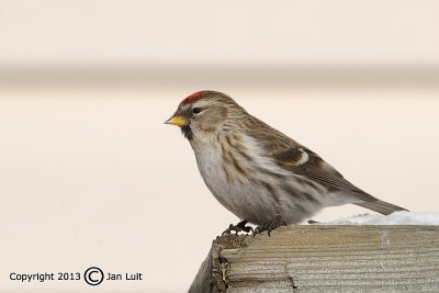 Common Redpoll - Carduelis flammea flammea - Grote Barmsijs