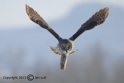 Great Gray Owl - Strix nebulosa - Laplanduil