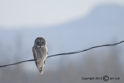 Great Gray Owl - Strix nebulosa - Laplanduil