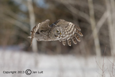 Great Gray Owl - Strix nebulosa - Laplanduil