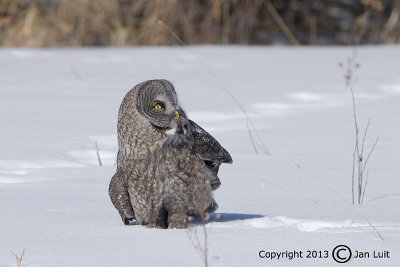 Great Gray Owl - Strix nebulosa - Laplanduil