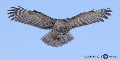 Great Gray Owl - Strix nebulosa - Laplanduil