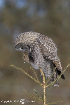 Great Gray Owl - Strix nebulosa - Laplanduil