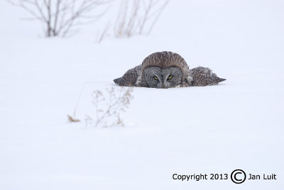 Great Gray Owl - Strix nebulosa - Laplanduil