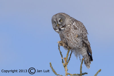 Great Gray Owl - Strix nebulosa - Laplanduil