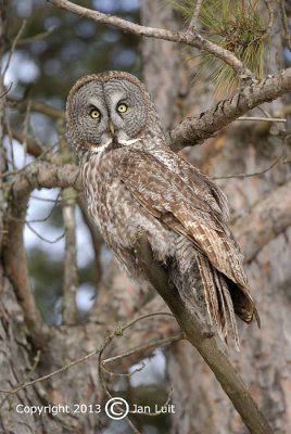 Great Gray Owl - Strix nebulosa - Laplanduil