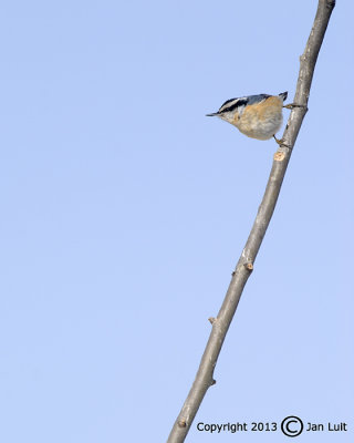 Red-breasted Nuthatch - Sitta canadensis - Canadese Boomklever