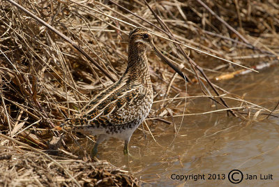 Wilson's Snipe