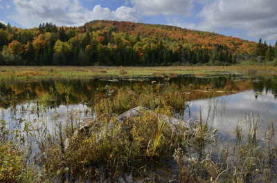 ZzwNEW_DSC5618_PlCont_Laurentides_Quebec_Can.jpg