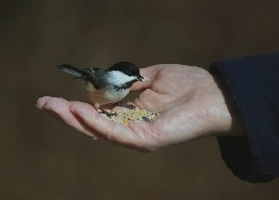 Helping hand