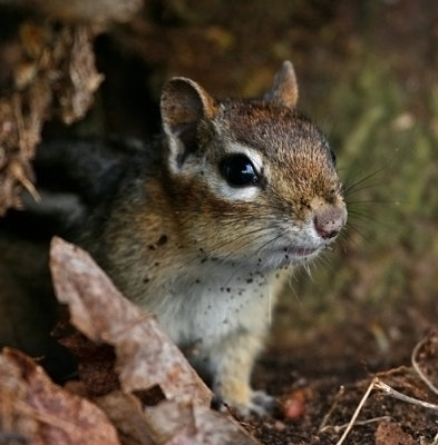 chipmunk 