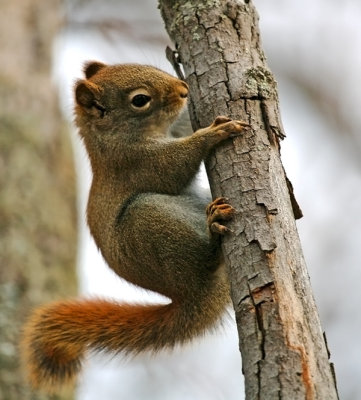 Young  Red Squirrel 