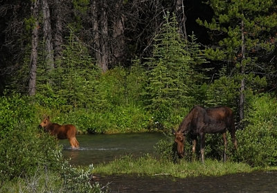 Moose at Jasper