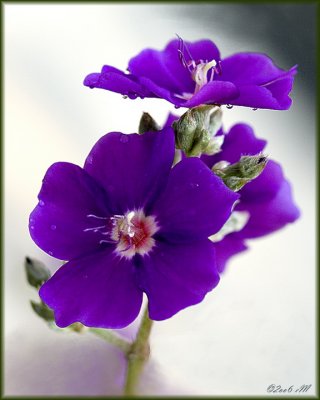 tibochina