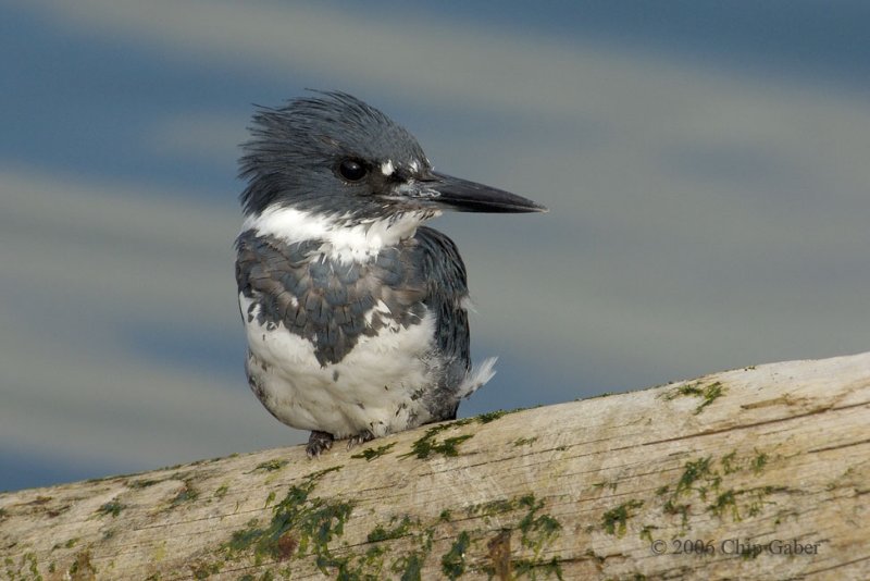 Kingfisher