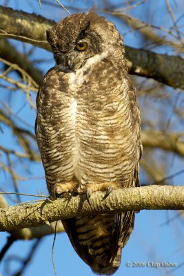 great-horned owl