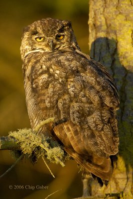 great-horned owl2