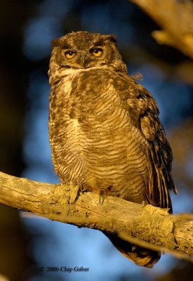 great_horned_owls